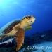 turtle_sea_loggerhead_ft_lbb_h_1253_bah1674.jpg